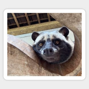 Raccoon Sticker